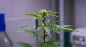 Cannabis preflower closeup with emerging pistils in lab setting.