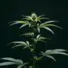 Preflowering cannabis plant with early bud formation on dark background.