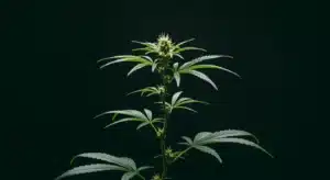 Preflowering cannabis plant with early bud formation on dark background.