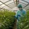 Researcher inspecting cannabis plants in greenhouse wearing protective gear.