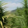 Tall outdoor cannabis sativa plants with narrow leaves and elongated colas.