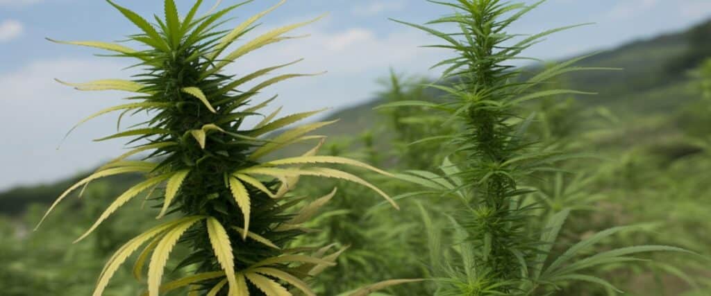 Tall outdoor cannabis sativa plants with narrow leaves and elongated colas.