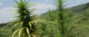 Tall outdoor cannabis sativa plants with narrow leaves and elongated colas.