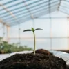 Cannabis seedling growing in rich soil inside a greenhouse.