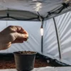 Hand planting a cannabis seedling into soil inside a grow tent with LED lights.