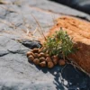 Cannabis seeds and young plant growing on rocky terrain.