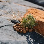 Cannabis seeds and young plant growing on rocky terrain.