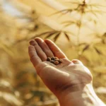 Cannabis seeds held in a hand under warm sunlight.