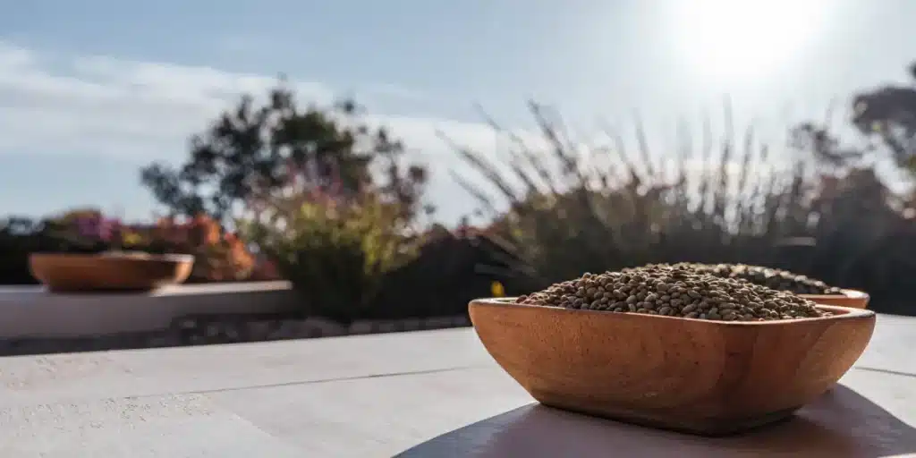 Cannabis seeds in a wooden bowl under bright natural sunlight.