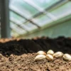 Cannabis seeds resting on fertile soil inside a greenhouse.