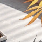 Cannabis seeds with golden leaves illuminated by sunlight.