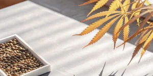 Cannabis seeds with golden leaves illuminated by sunlight.