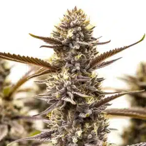 Cat Piss avec un bourgeon compact violet foncé couvert de trichomes et pistils crème.