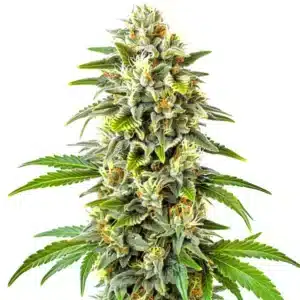 Frosty CBD Cookies Auto cannabis flower with orange pistils and dense resin.