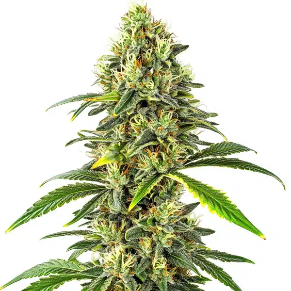 CBD Critical Auto cannabis cola packed with resin and bright pistils.
