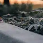 CBD-rich cannabis seeds placed beside healthy outdoor plants.