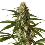 CBG Coke montrant un bourgeon compact vert foncé à trichomes épais et feuilles larges.