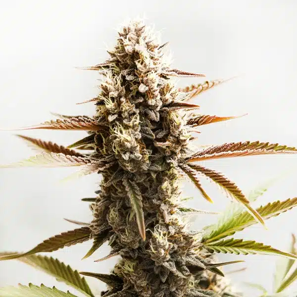 Cereal Milk Auto cannabis flower with frosty trichomes and sugar-coated appearance.