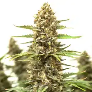 Close-up of a Cheetah Piss cannabis bud covered in frosty trichomes and bright orange pistils.