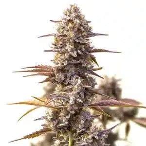 Cherry Pie OG Auto bud with purple hues and crystal trichomes.
