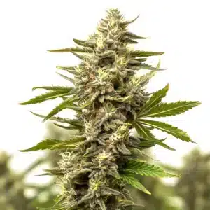 Mature Cinderella 99 x Jack Herer cannabis cola with resin-coated buds and light green sugar leaves.