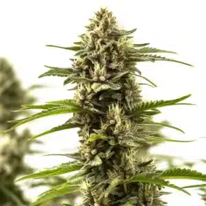 Cinderella 99 x Purple Kush bud with frosty trichomes and deep violet sugar leaves.