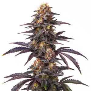 Do Si Dos x Zkittlez cannabis cola with vibrant orange hairs and heavy trichome coverage.