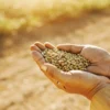 Hands holding drought-resistant cannabis seeds in warm sunlight.