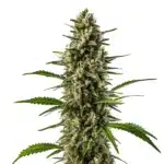 Early Skunk OG Kush montrant un cola allongé vert foncé avec trichomes épais et feuilles étroites.