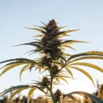 Female cannabis plant with a single prominent bud growing outdoors.