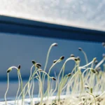 Feminized cannabis seeds germinating under sunlight by a window.