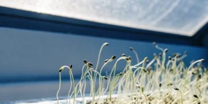 Feminized cannabis seeds germinating under sunlight by a window.