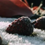 Frost-covered cannabis seed on snowy ground.