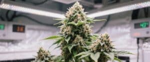 Frosty autoflower plant with dense resin-coated buds under LED indoor lights.