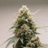 Close-up of hybrid autoflower bud with resin glands and dark green leaves.