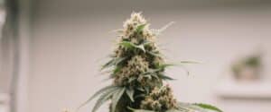 Close-up of hybrid autoflower bud with resin glands and dark green leaves.