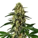 Future #1 Auto cannabis bud with intense trichome coverage and compact flower structure.