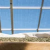 Green coffee beans drying under sunlight in a wooden tray with white cloth.