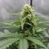 Green Crack Auto flowering hybrid plant with resinous buds in an indoor grow room.