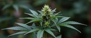Green Crack Auto plant in flowering stage with compact buds and dark green leaves.