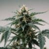 plant in an indoor grow tent with compact, resin-rich buds ready for harvest.