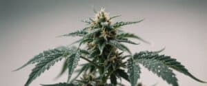 plant in an indoor grow tent with compact, resin-rich buds ready for harvest.