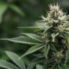 Green Crack Auto hybrid plant with resinous buds in indoor light.