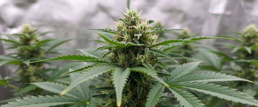 Green Crack Auto plant with dense buds thriving in an indoor grow tent.