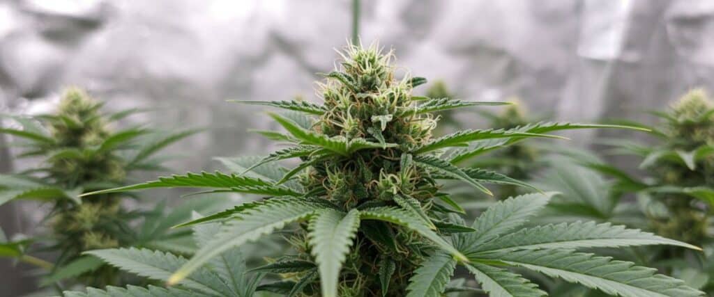 Mature Green Crack Auto hybrid with dense trichome-covered buds.