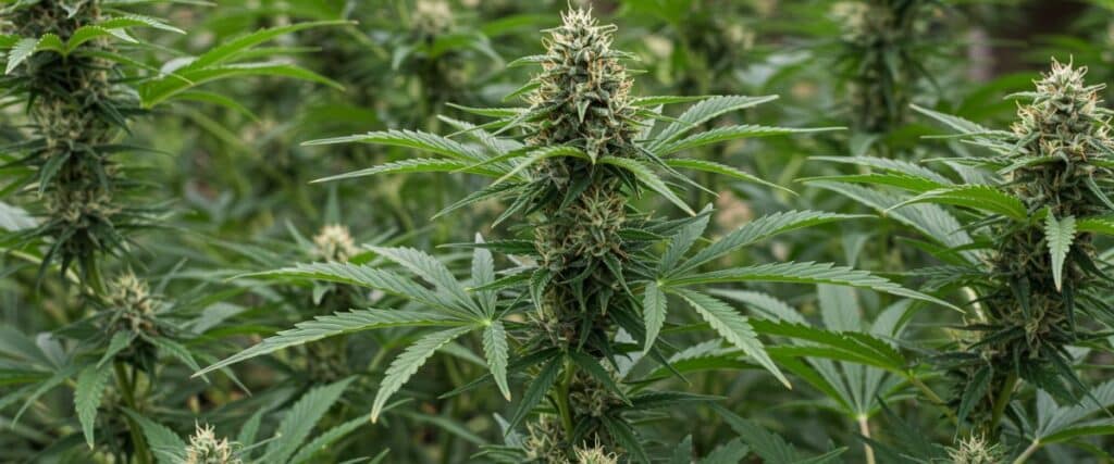 Green Crack Auto plants in full bloom outdoors showing large central colas and lush green foliage.