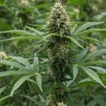 Green Crack Auto plants in full bloom outdoors showing large central colas and lush green foliage.