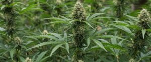 Green Crack Auto plants in full bloom outdoors showing large central colas and lush green foliage.