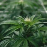 Green Crack Auto plant trained under SCROG net with bright green leaves.