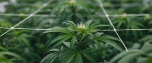 Green Crack Auto plant trained under SCROG net with bright green leaves.